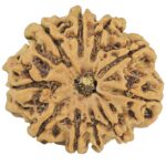 10 Mukhi Rudraksha 25.3mm 3.69gm - Rudraksha