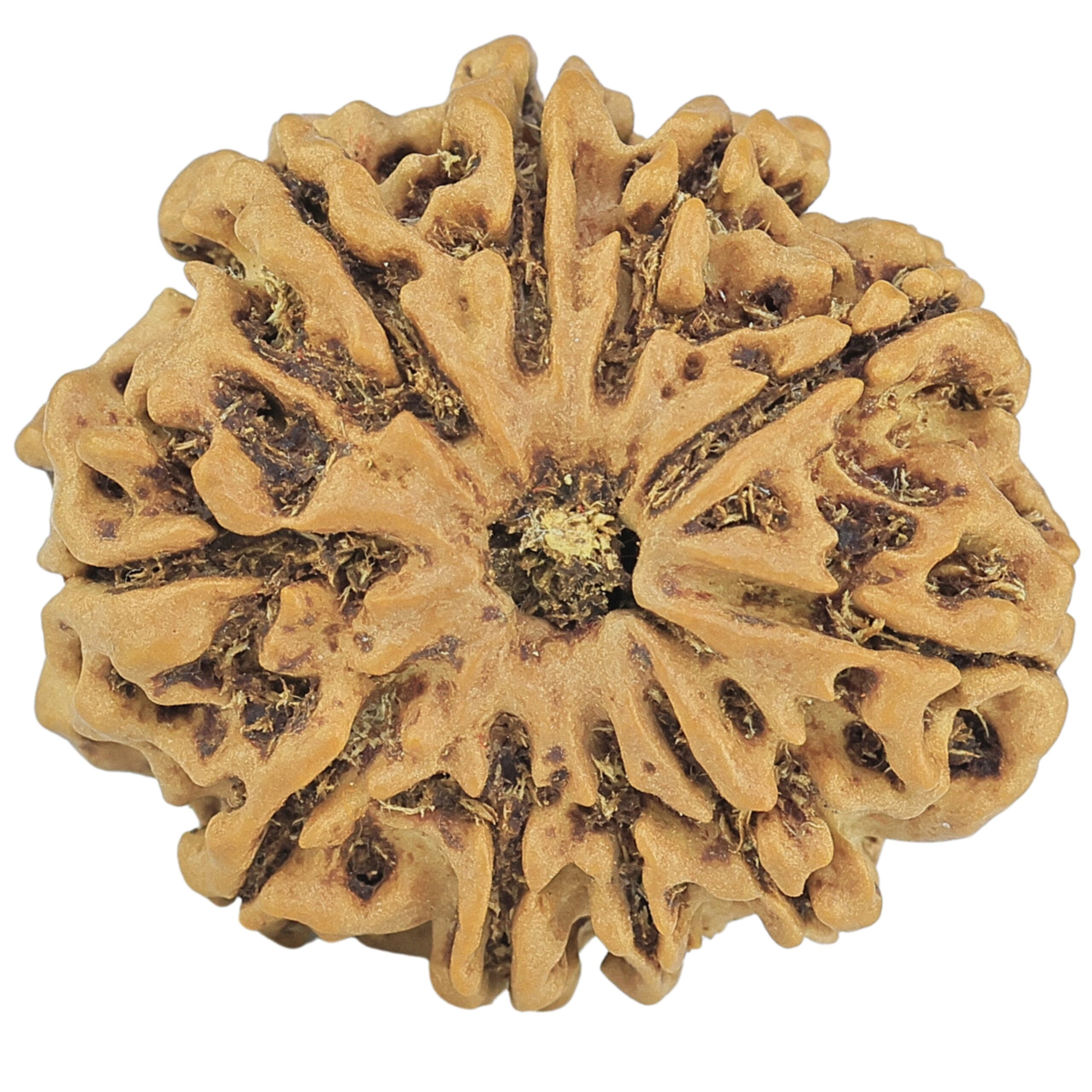 10 Mukhi Rudraksha 25.3mm 3.69gm - Rudraksha