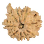 9 Mukhi Ganesh 17.3mm 1.28gm - Rudraksha