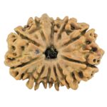 11 Mukhi Ganesh 25.1mm 2.47gm - Rudraksha