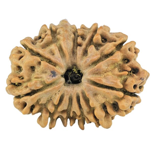 11 Mukhi Ganesh 25.1mm 2.47gm - Rudraksha