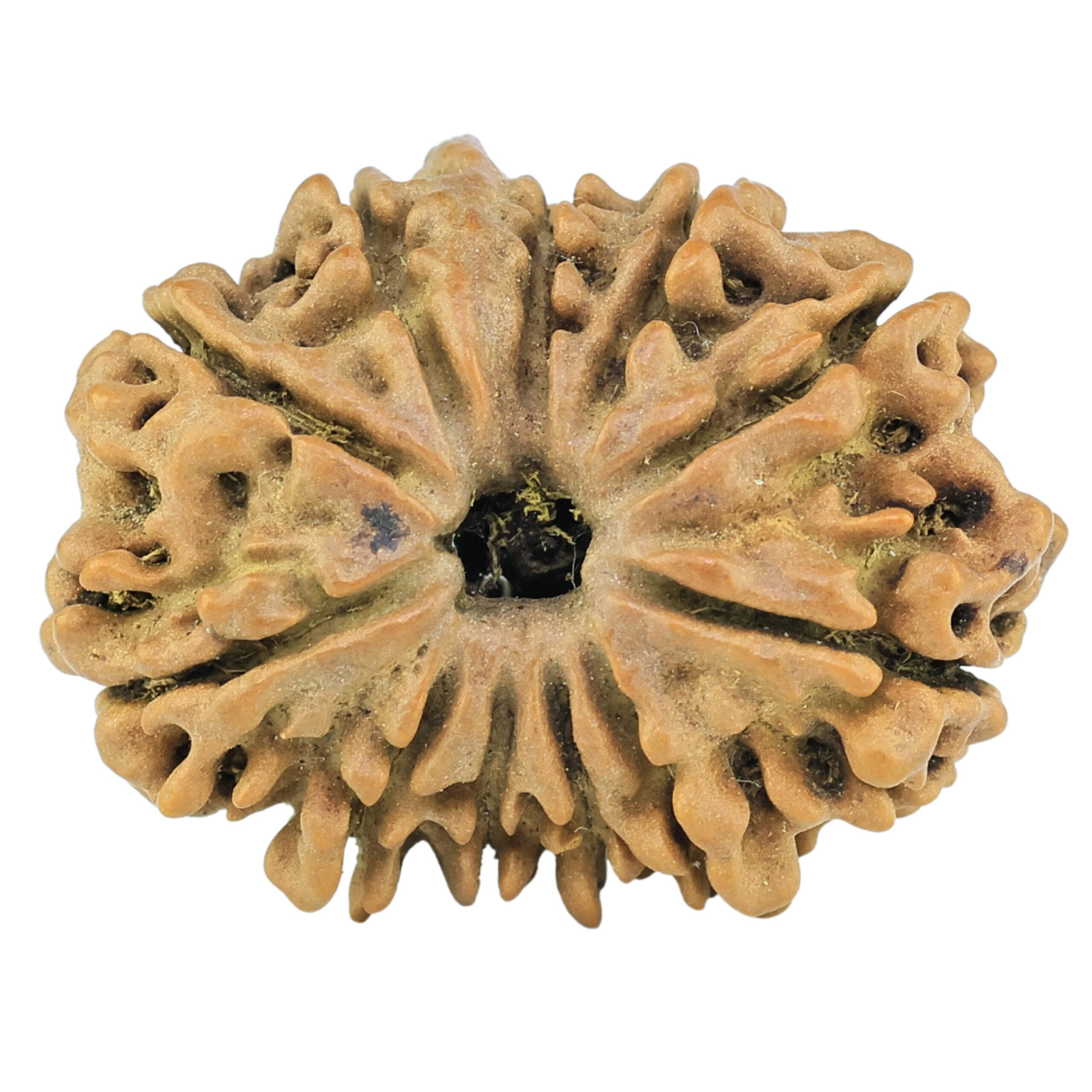 11 Mukhi Ganesh 25.1mm 2.47gm - Rudraksha