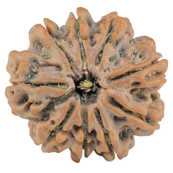 9 Mukhi Rudraksha 25.9mm 5.77gm - Rudraksha