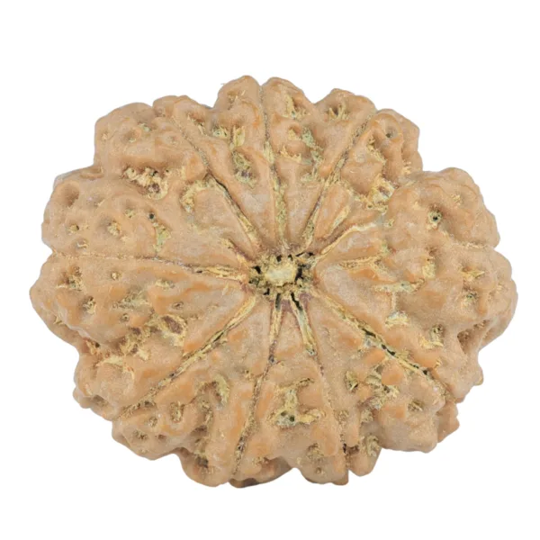 9 Mukhi Rudraksha 26.5mm 5gm - Rudraksha