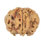 1MK(Underdeveloped) 24.1mm 4.22gm - Rudraksha