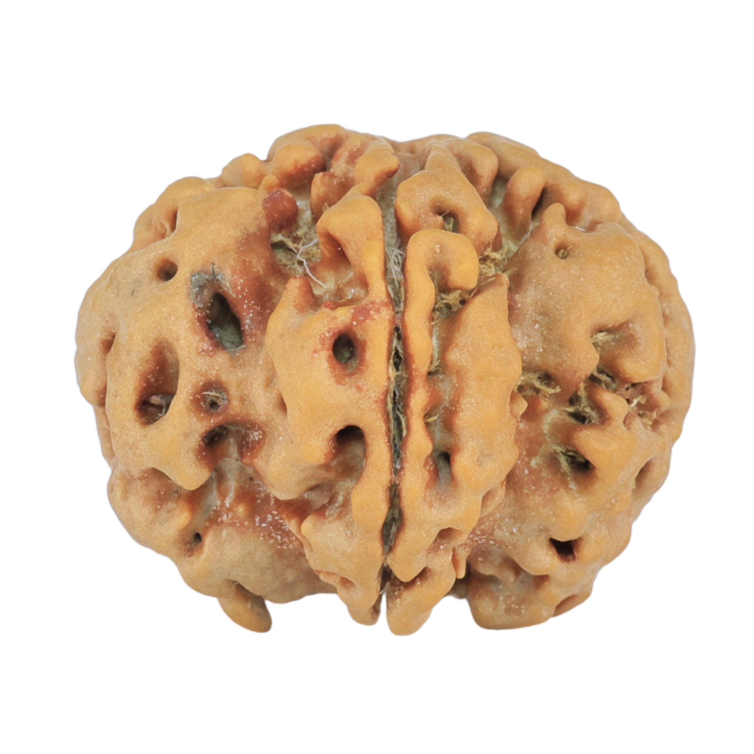 1MK(Underdeveloped) 24.1mm 4.22gm - Rudraksha