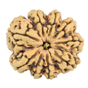 9 Mukhi Rudraksha 33.1mm 7.33gm - Rudraksha