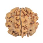 1MK(Underdeveloped) 24.4mm 4.48gm - Rudraksha
