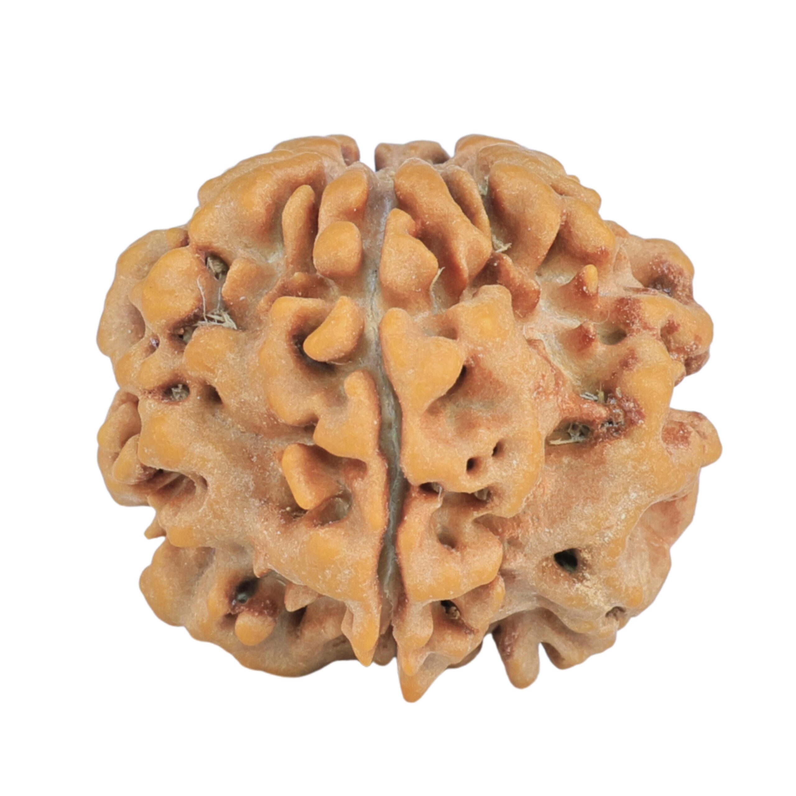 1MK(Underdeveloped) 24.4mm 4.48gm - Rudraksha