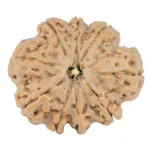 9 Mukhi Rudraksha 27.1mm 5.24gm - Rudraksha