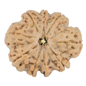 9 Mukhi Rudraksha 27.1mm 5.24gm - Rudraksha