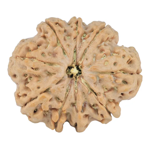 9 Mukhi Rudraksha 27.1mm 5.24gm - Rudraksha