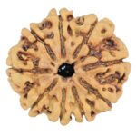9 Mukhi Rudraksha 25.5mm 3.57gm - Rudraksha