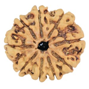 9 Mukhi Rudraksha 25.5mm 3.57gm - Rudraksha