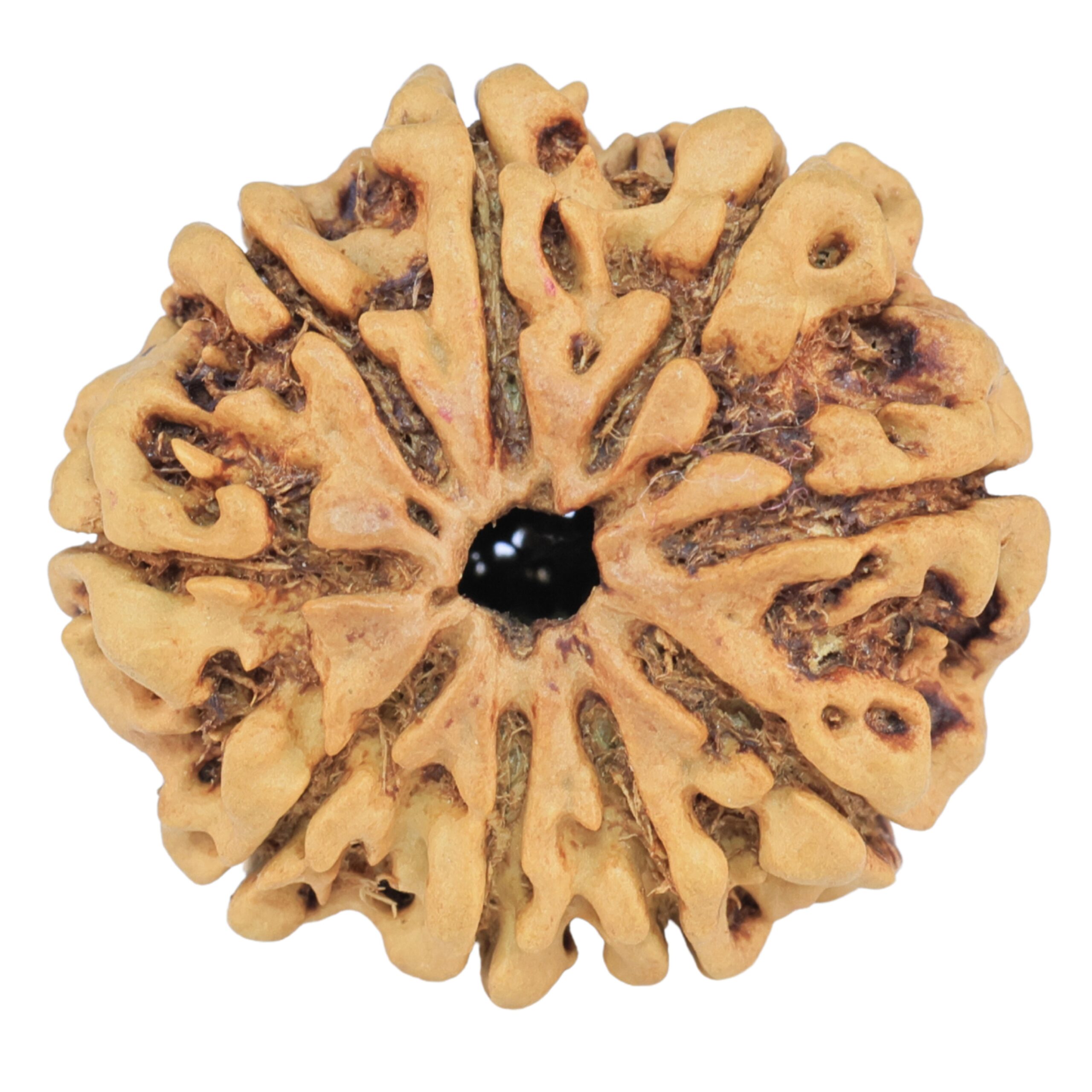 9 Mukhi Rudraksha 25.5mm 3.57gm - Rudraksha