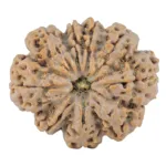 9 Mukhi Rudraksha 31.4mm 7.39gm - Rudraksha