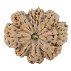 9 Mukhi Rudraksha 31.4mm 7.39gm - Rudraksha