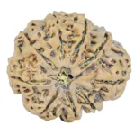 9 Mukhi Rudraksha 33mm 7.5gm - Rudraksha
