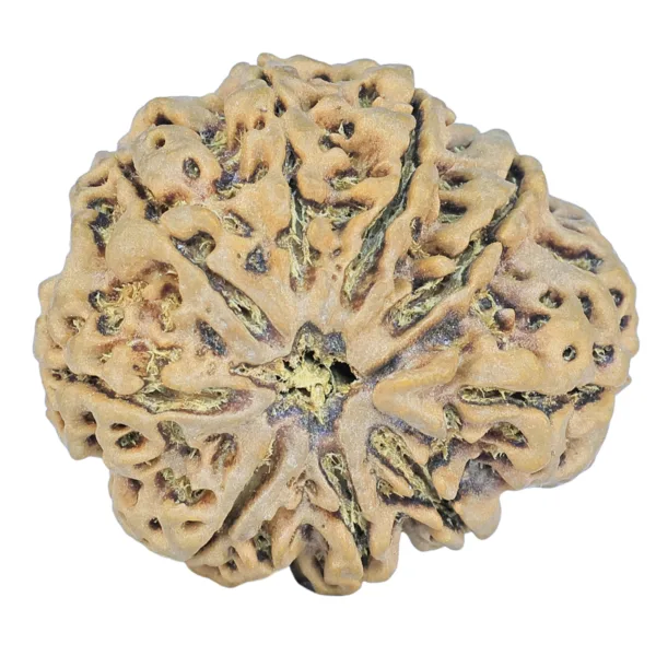 9 Mukhi Rudraksha 33mm 7.5gm - Rudraksha