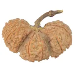 13 Mukhi Trijuti 43.1mm 8.67gm - Rudraksha