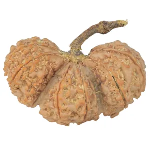 13 Mukhi Trijuti 43.1mm 8.67gm - Rudraksha