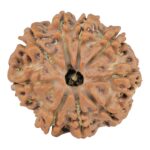 9 Mukhi Rudraksha 25.5mm 4.71gm - Rudraksha