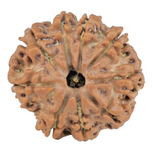 9 Mukhi Rudraksha 25.5mm 4.71gm - Rudraksha