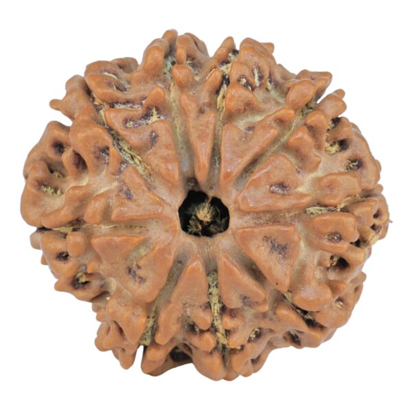 9 Mukhi Rudraksha 25.5mm 4.71gm - Rudraksha