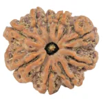 9 Mukhi Rudraksha 26.5mm 5.69gm - Rudraksha