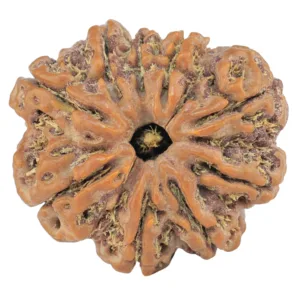9 Mukhi Rudraksha 26.5mm 5.69gm - Rudraksha