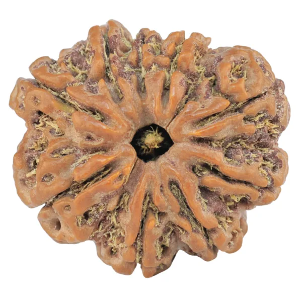 9 Mukhi Rudraksha 26.5mm 5.69gm - Rudraksha