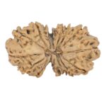 15 Mukhi Gaurishankar 34.2mm 4.77gm - Rudraksha