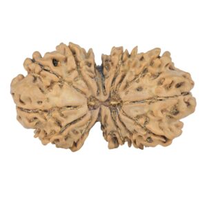 15 Mukhi Gaurishankar 34.2mm 4.77gm - Rudraksha