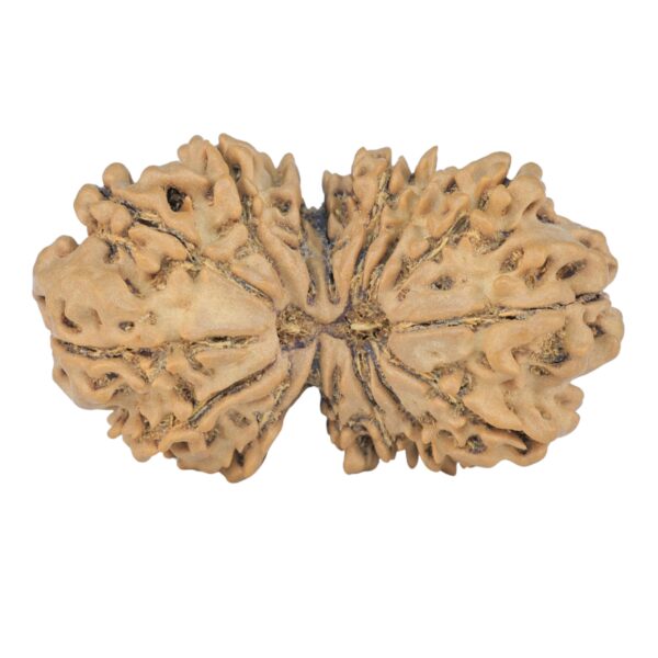 15 Mukhi Gaurishankar 34.2mm 4.77gm - Rudraksha