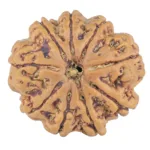 9 Mukhi Rudraksha 25.9mm 5.9gm - Rudraksha