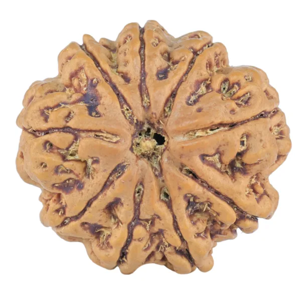 9 Mukhi Rudraksha 25.9mm 5.9gm - Rudraksha