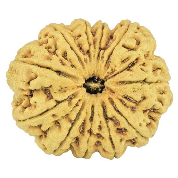 11 Mukhi Rudraksha 35.4mm 6.85gm - Rudraksha