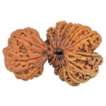 19 Mukhi Gaurishankar 46.2mm 9.27gm - Rudraksha