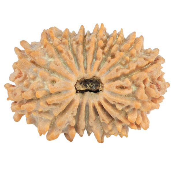 16 Mukhi Rudraksha 27.5mm 3.73gm - Rudraksha
