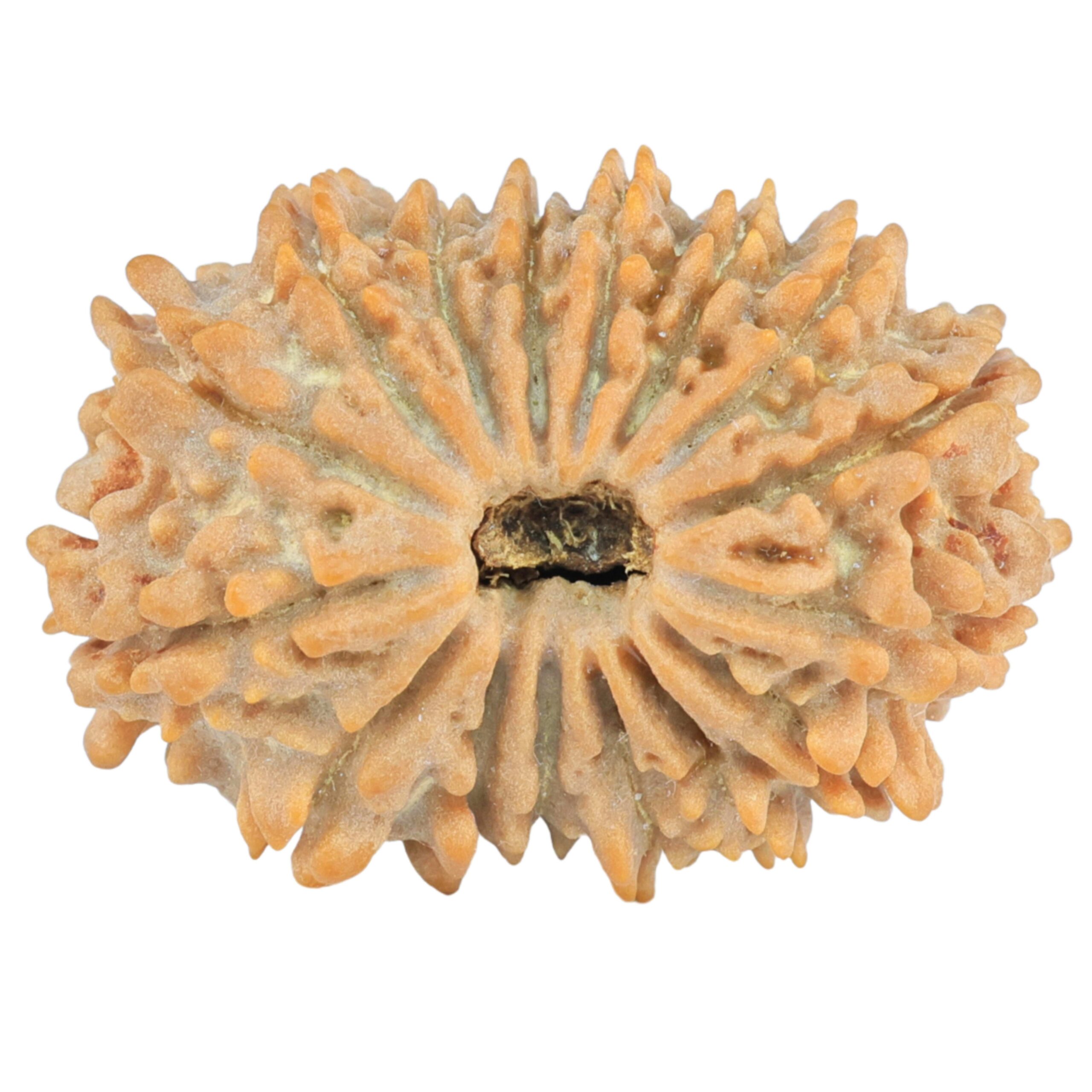 16 Mukhi Rudraksha 27.5mm 3.73gm - Rudraksha