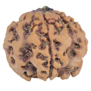 1MK(Underdeveloped) 22.8mm 3.54gm - Rudraksha