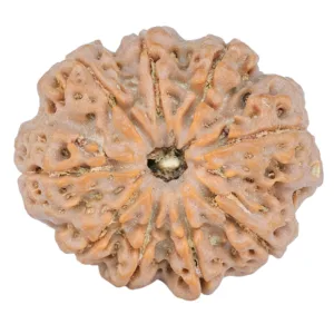 9 Mukhi Rudraksha 27.9mm 6.11gm - Rudraksha