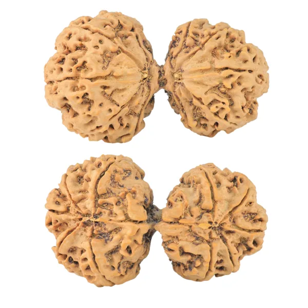 10 Mk Gaurishankar 44.6mm 9.98gm - Rudraksha