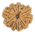 9 Mukhi Rudraksha 30.9mm 7.25gm - Rudraksha