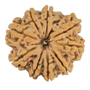 9 Mukhi Rudraksha 30.9mm 7.25gm - Rudraksha