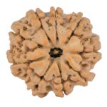 9 Mukhi Rudraksha 25mm 5gm - Rudraksha