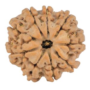 9 Mukhi Rudraksha 25mm 5gm - Rudraksha