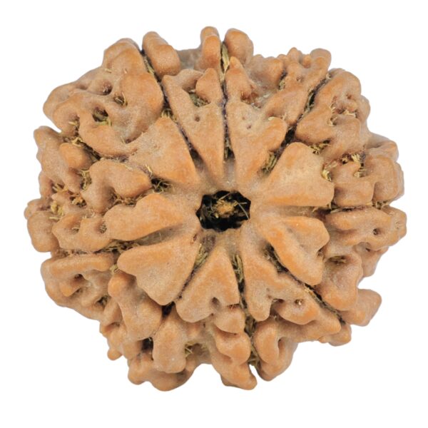 9 Mukhi Rudraksha 25mm 5gm - Rudraksha