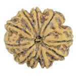 10 Mukhi Rudraksha 28.1mm 5gm - Rudraksha
