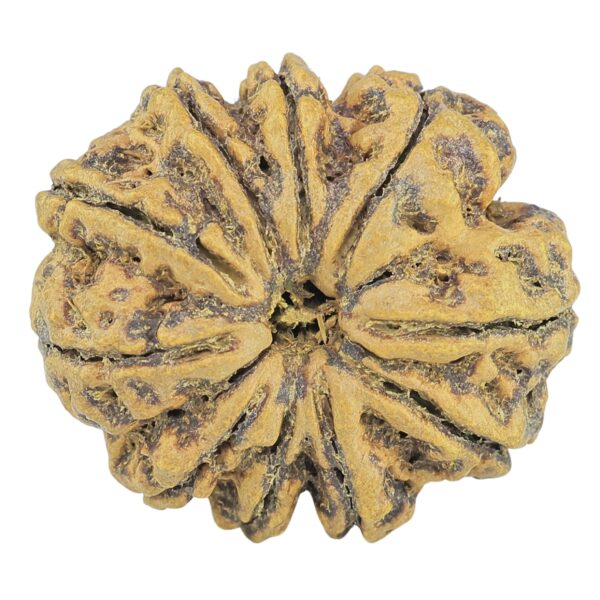 10 Mukhi Rudraksha 28.1mm 5gm - Rudraksha